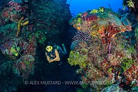 Diver On Coral Reef. Cayman Islands