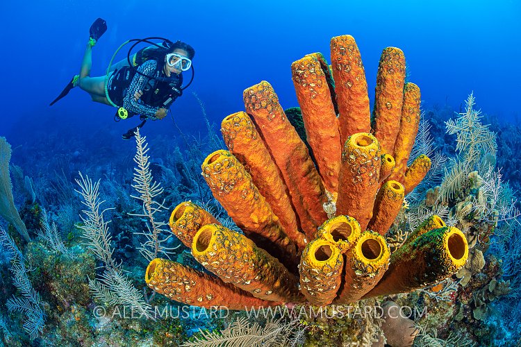 Diver On Coral Reef. Cayman Islands