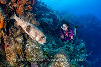 Diver On Coral Reef. Cayman Islands