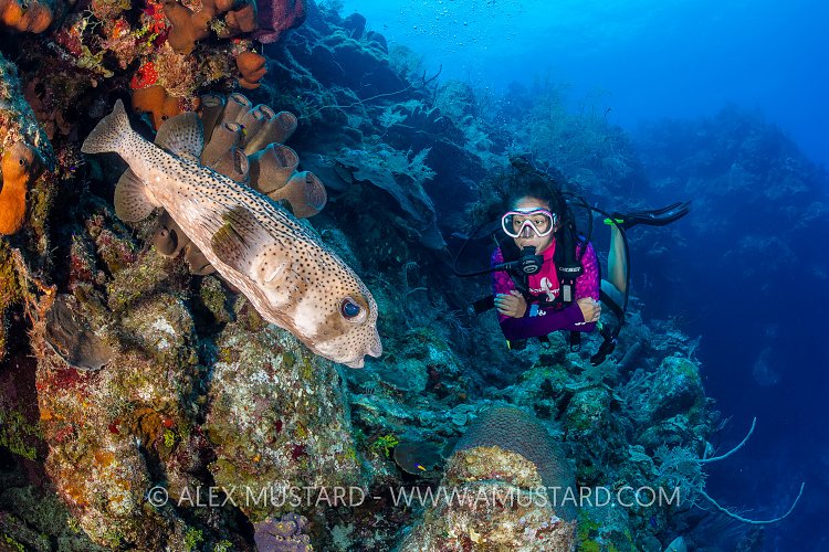 Diver On Coral Reef. Cayman Islands