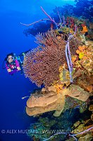 Diver On Reef Wall. Cayman Islands