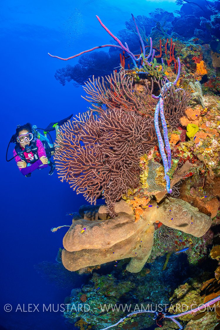 Diver On Reef Wall. Cayman Islands
