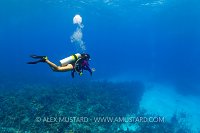 Diver Over Coral Reef. Cayman Islands