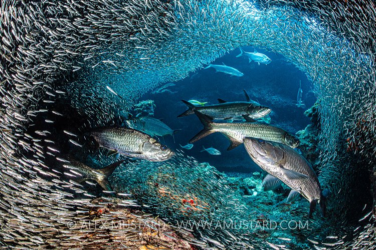 Tarpon Hunt Silversides. Cayman Islands