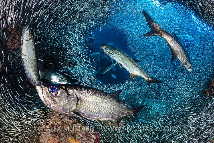 Tarpon Hunt Silversides. Cayman Islands