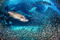 Tarpon Hunt Silversides. Cayman Islands