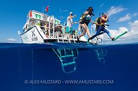 Giant Stride. Cayman Islands