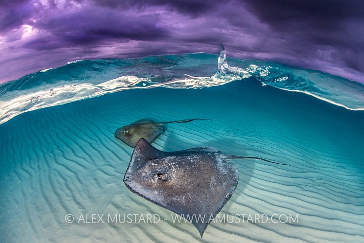 Stingrays And Storm. Cayman Islands