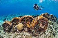 Train Wreck. Cayman Islands