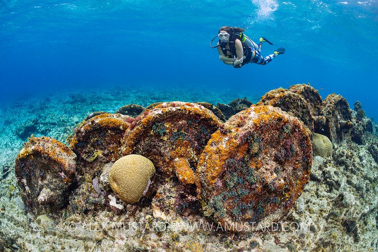 Train Wreck. Cayman Islands