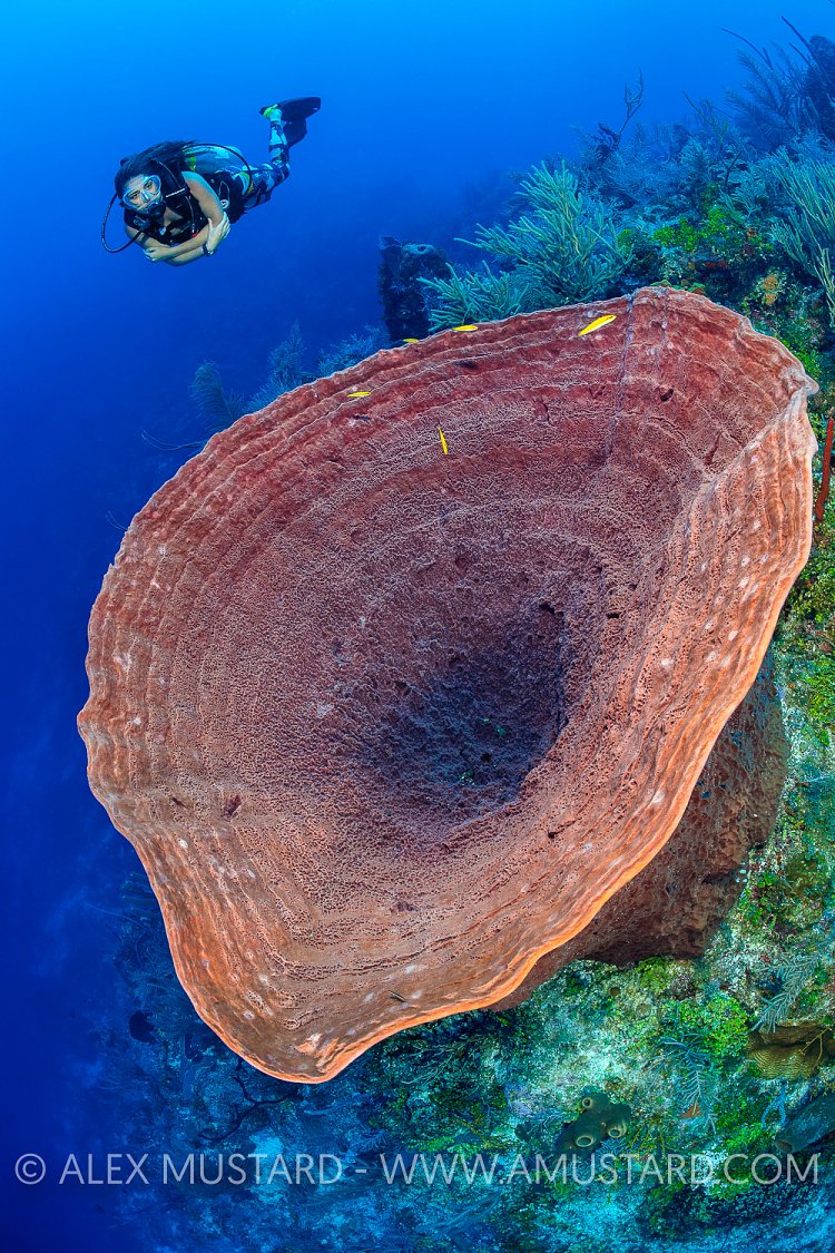 Diver On Coral Reef. Cayman Islands