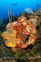 Diver On Coral Reef. Cayman Islands