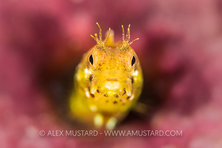Golden Blenny On Pink. Cayman Islands