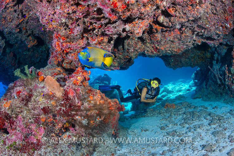 Diver On Coral Reef. Cayman Islands