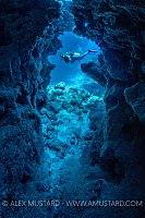 Diver On Coral Reef. Cayman Islands