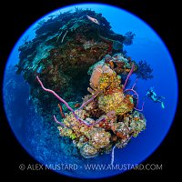 Diver On Coral Reef. Cayman Islands
