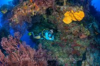 Diver On Reef Wall. Cayman Islands