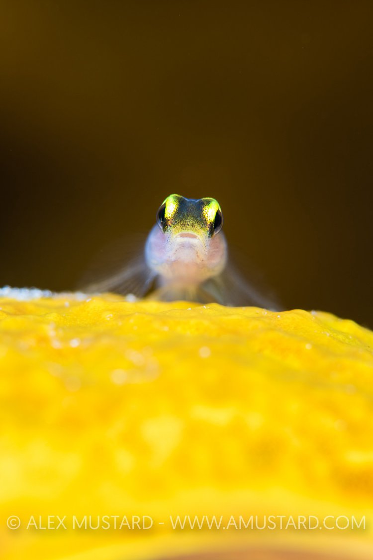 Cleaning Goby. Cayman Islands