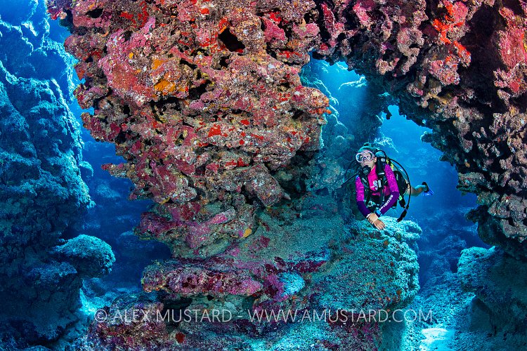 Diver In Coral Cavern. Cayman Islands