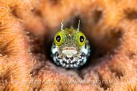 Blenny Face. Cayman Islands