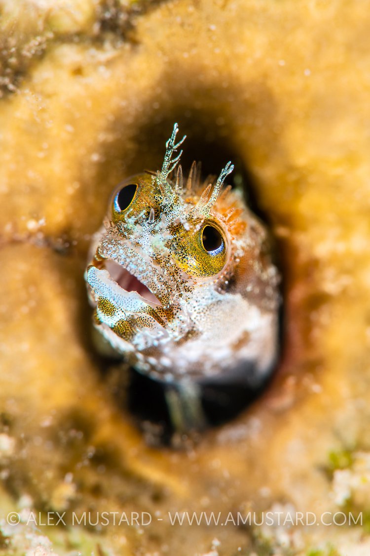 Blenny Face. Cayman Islands