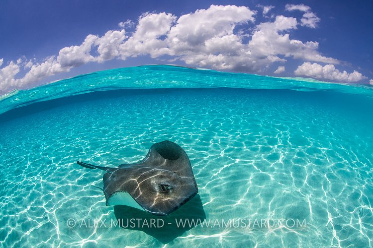 Stingray And Clouds. Cayman Islands