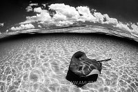 Stingray And Clouds. Cayman Islands