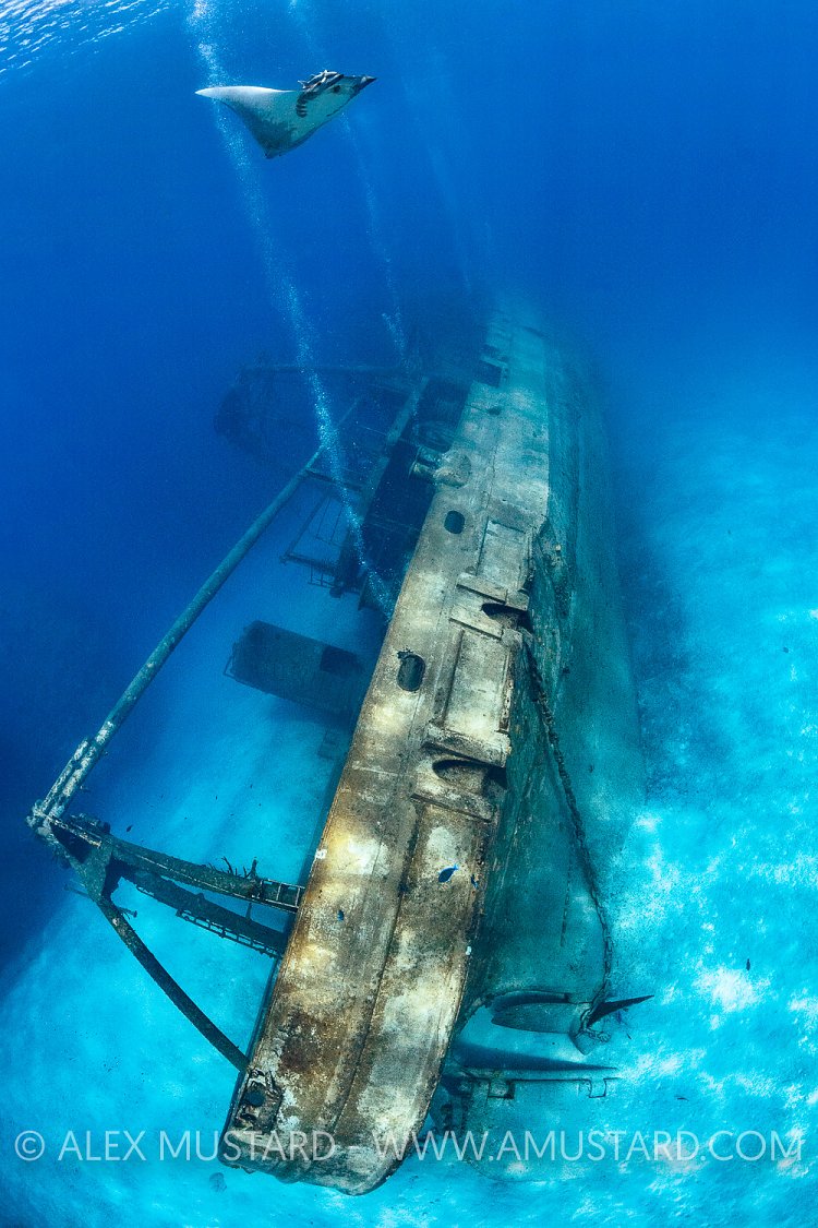 Mobula Over Wreck. Cayman Islands