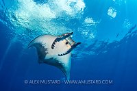 Mobula Beneath Surface. Cayman Islands