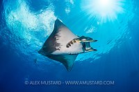 Mobula Beneath Surface. Cayman Islands