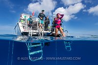 Jumping. Cayman Islands