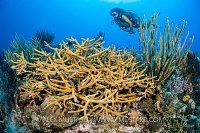 Staghorn Coral On Reef. Cayman Islands