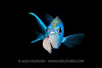 Chromis With Parasite. Cuba