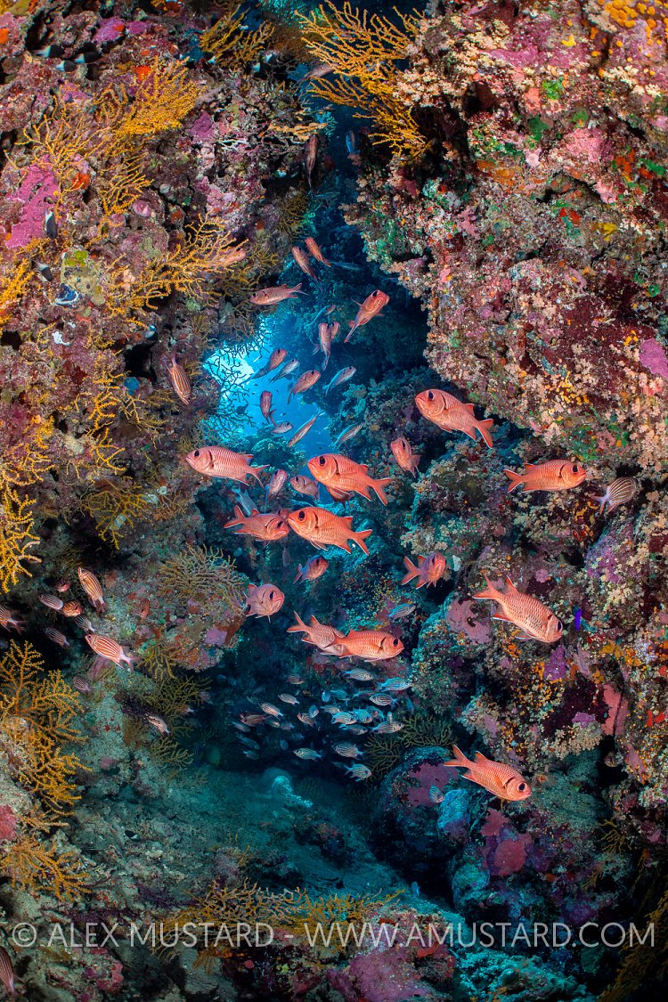 Coral Cavern. Egypt