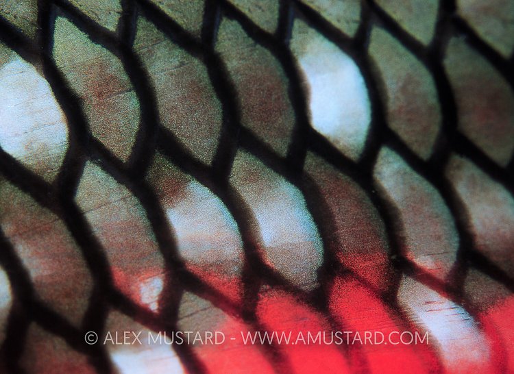 Parrotfish Scales. Cayman Islands