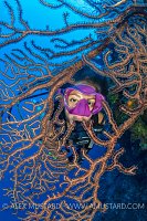 Diver With Fan. Cayman Islands
