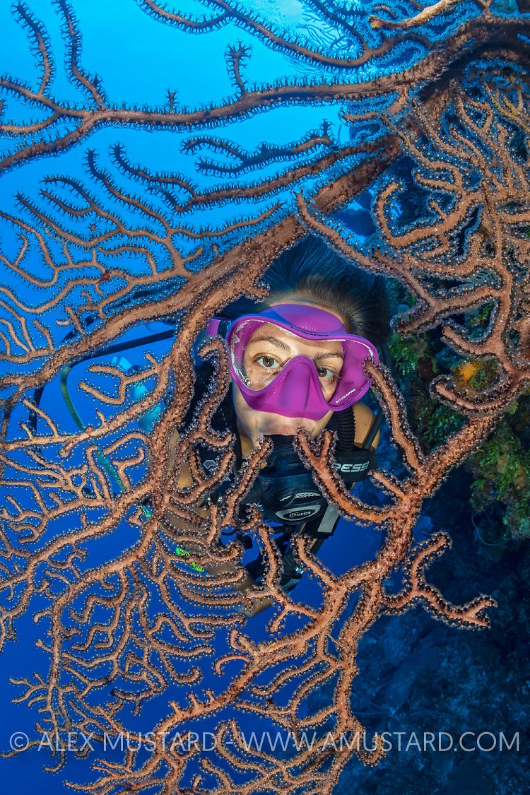 Diver With Fan. Cayman Islands