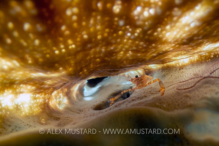 Shrimp Inside Sponge. Cayman Islands