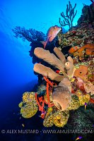 Reef Scene. Cayman Islands