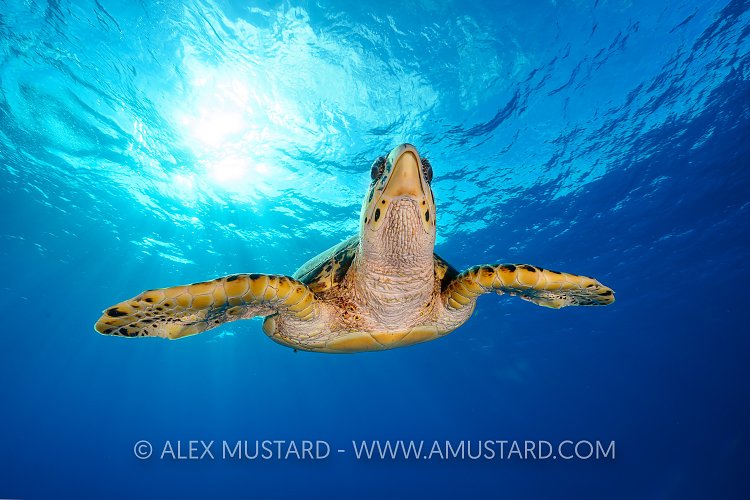 Turtle And Sun. Cayman Islands