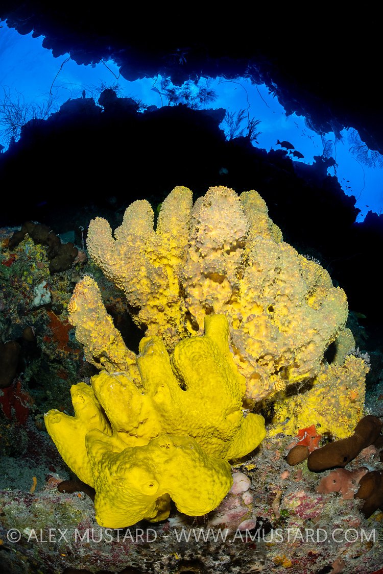 Sponge On Wall. Cayman Islands