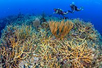 Divers Over Staghorm. Cayman Islands