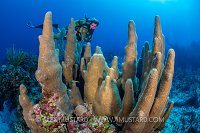 Diver And Pillar Coral. Cayman Islands