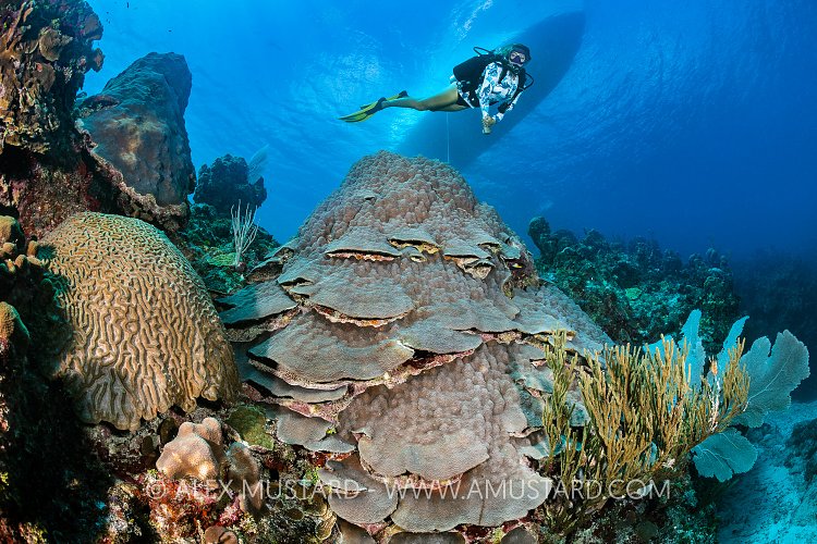 Star Corals With Diver. Cayman Islands