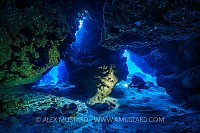 Diver In Cavern. Cayman Islands