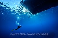Returning to the boat. Cayman Islands