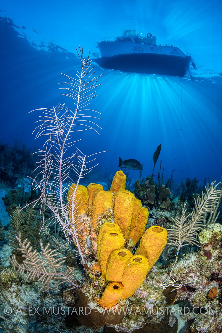 Dive Boat And Reef. Cayman Islands
