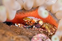 Crab Beneath Anemone. Cayman Islands