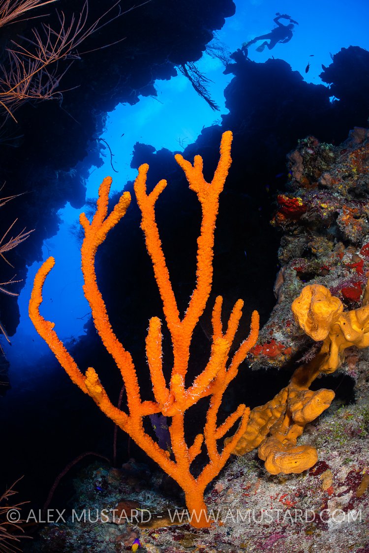 Orange Sponge On Wall. Cayman Islands