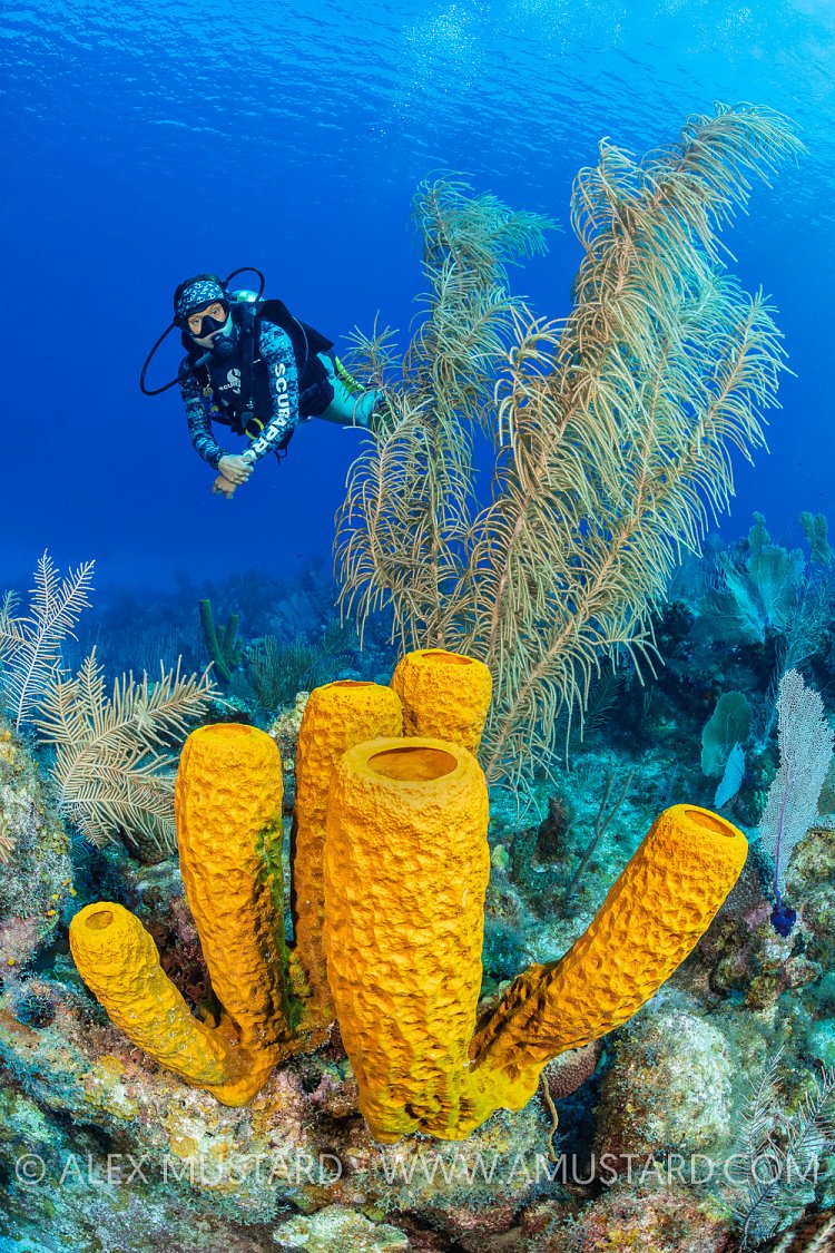 Reef Scene With Diver. Cayman Islands